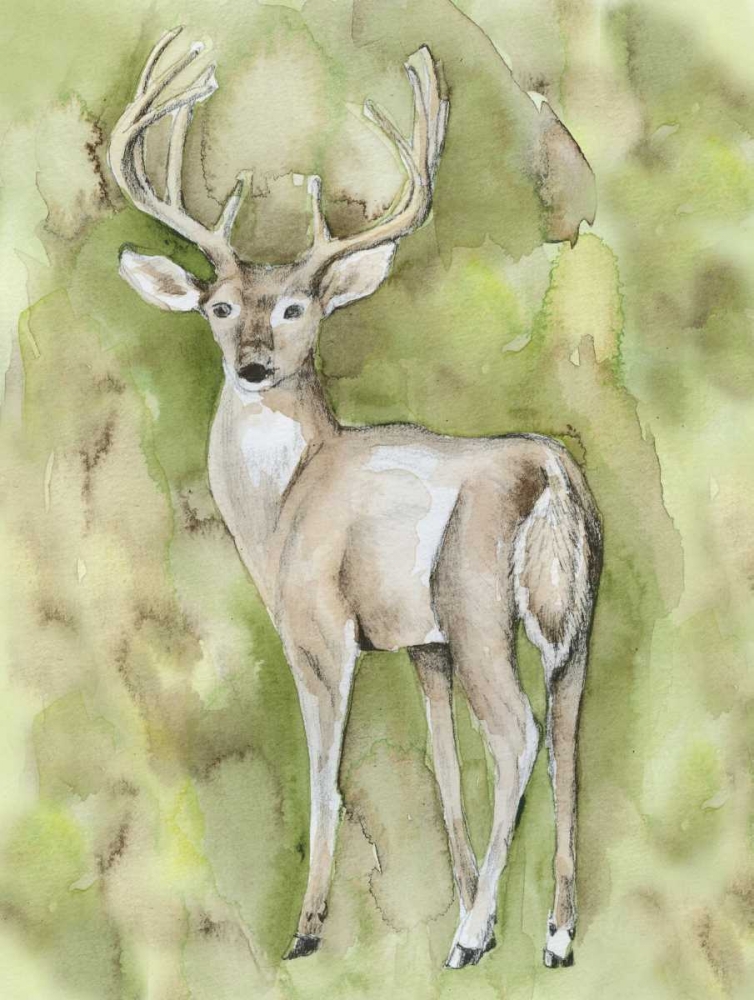 Art Print: Sterling Deer