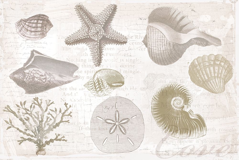 Art Print: Soft Shell Collage