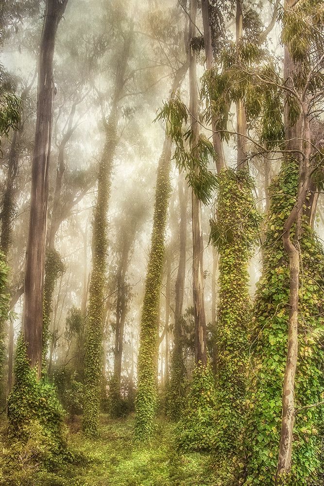 Art Print: Presidio I