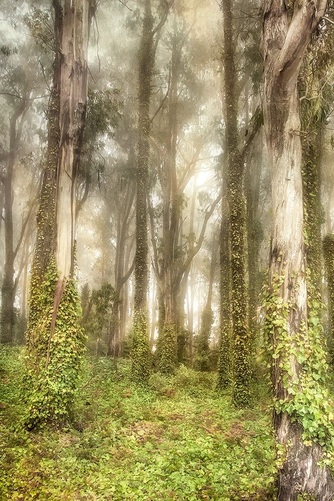 Art Print: Presidio II