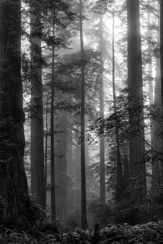 Wall art: North Coast Redwoods BW, by Poinski, Dianne