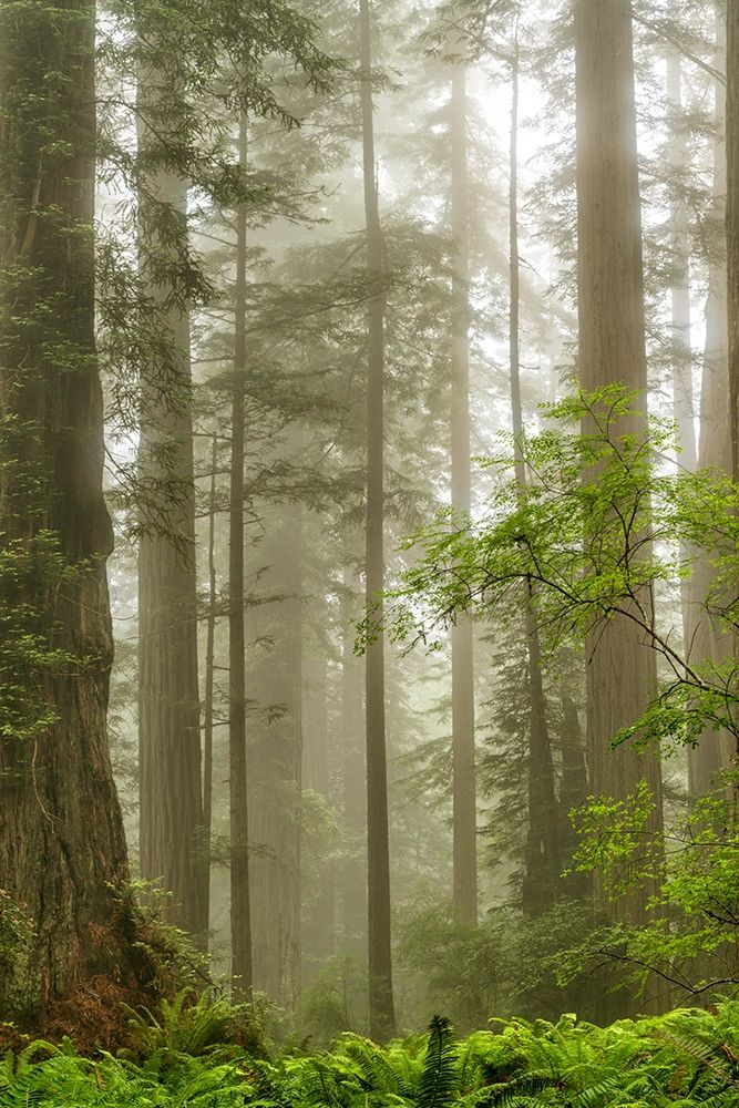 Art Print: North Coast Redwoods