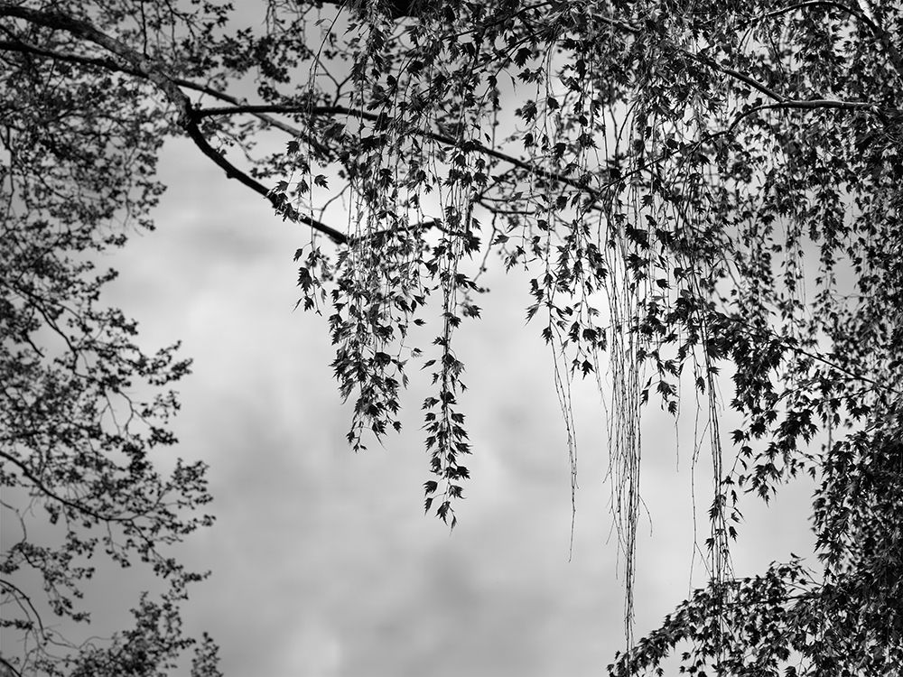 Wall art: Summer Afternoon BW, by Poinski, Dianne