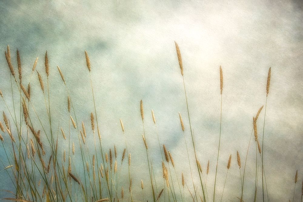 Art Print: Dune Grass 2