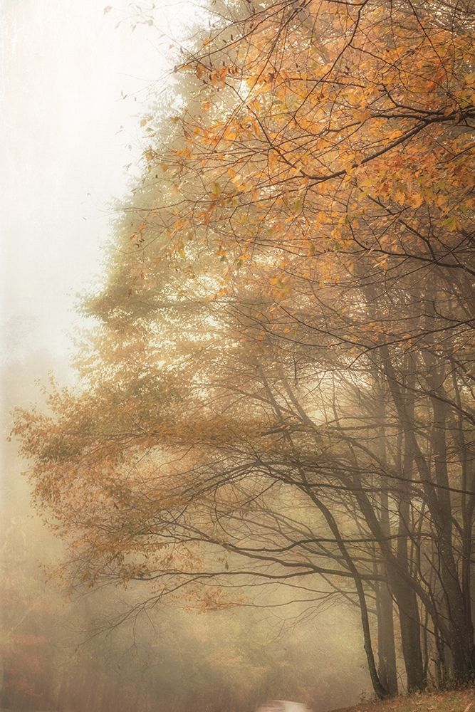 Art Print: Woods Edge 2