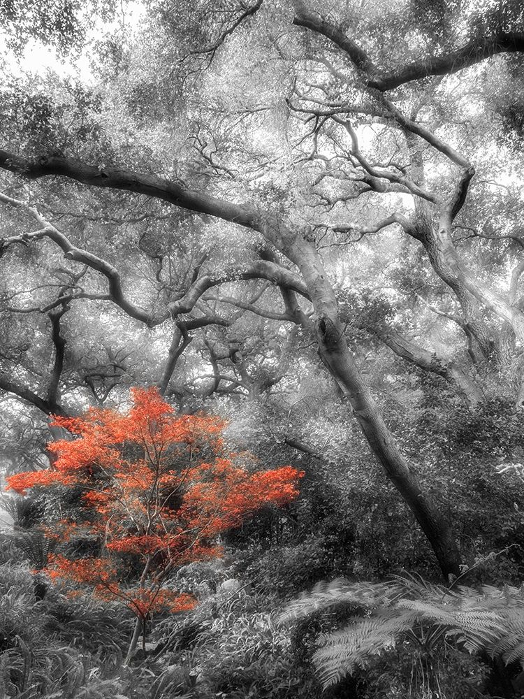 Art Print: Splash in the Forest