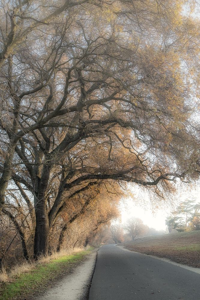 Art Print: The Road Less Traveled 1