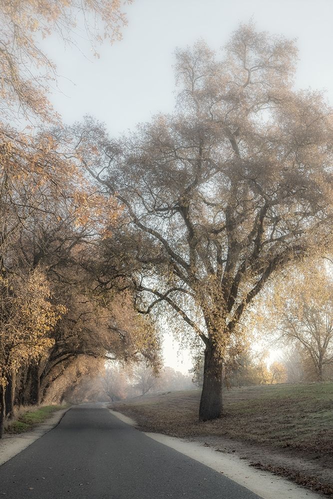 Art Print: The Road Less Traveled 2