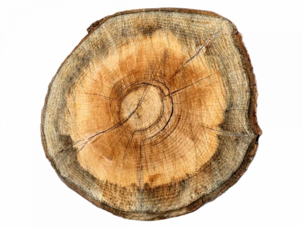 Art Print: Earthy Rings Of Ages 2