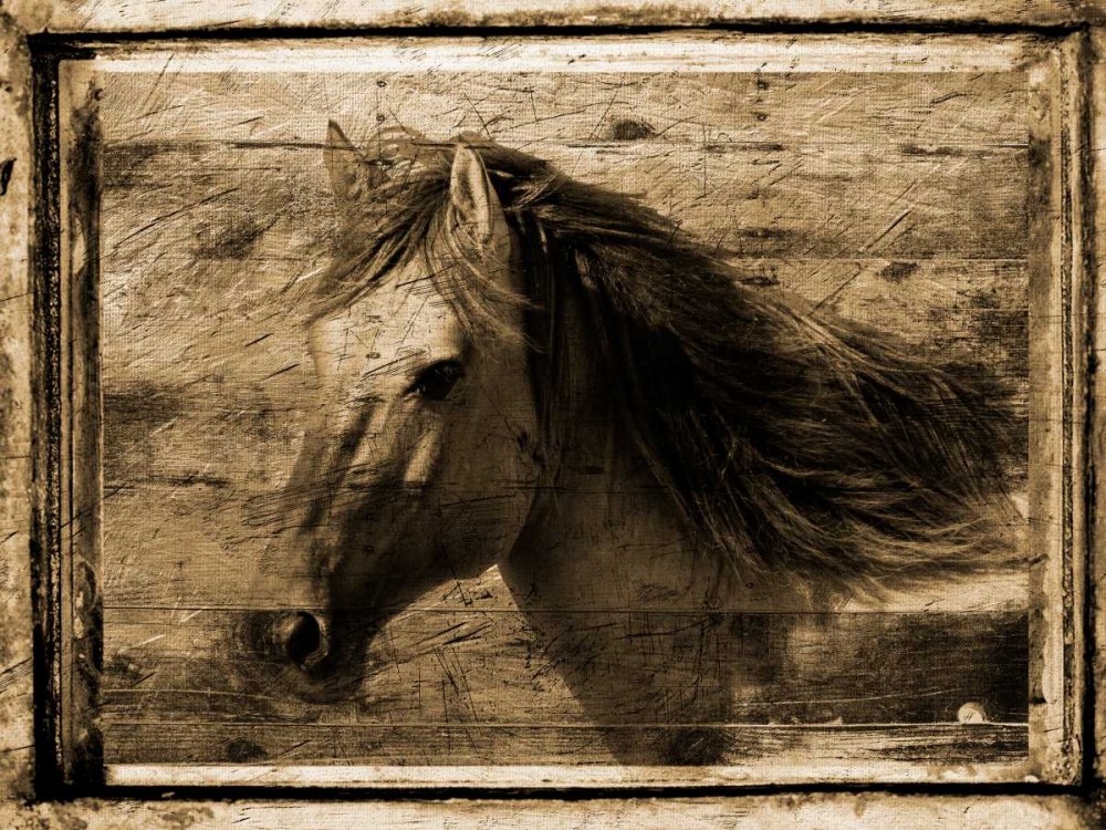 Wall Art Painting id:126002, Name: Noble Steed, Artist: Lewis, Sheldon