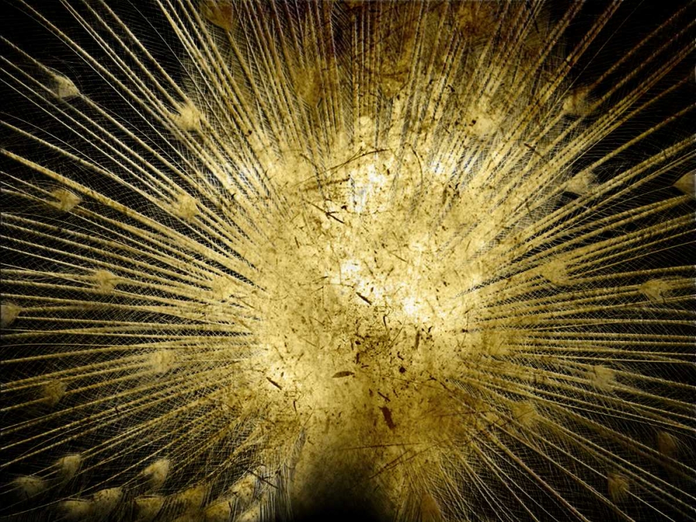 Wall Art Painting id:162403, Name: Golden Peacock, Artist: Lewis, Sheldon