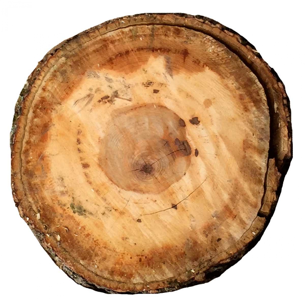 Art Print: Earthy Rings Of Ages