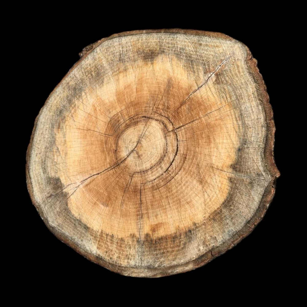 Art Print: Dark Rings Of Ages 2