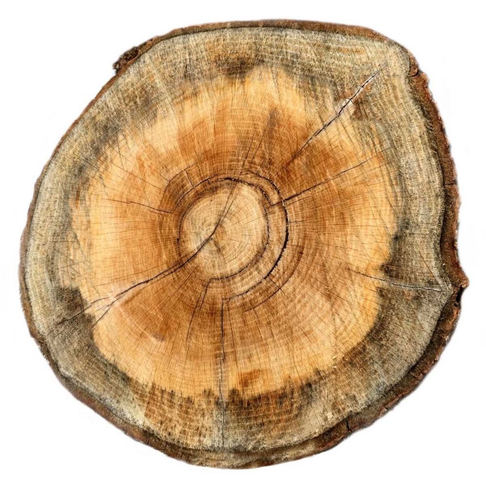 Art Print: Earthy Rings Of Ages 2