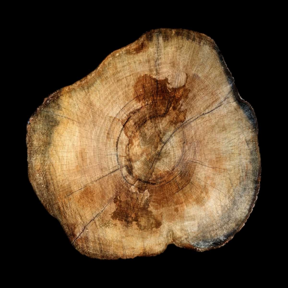 Art Print: Dark Rings Of Ages 4