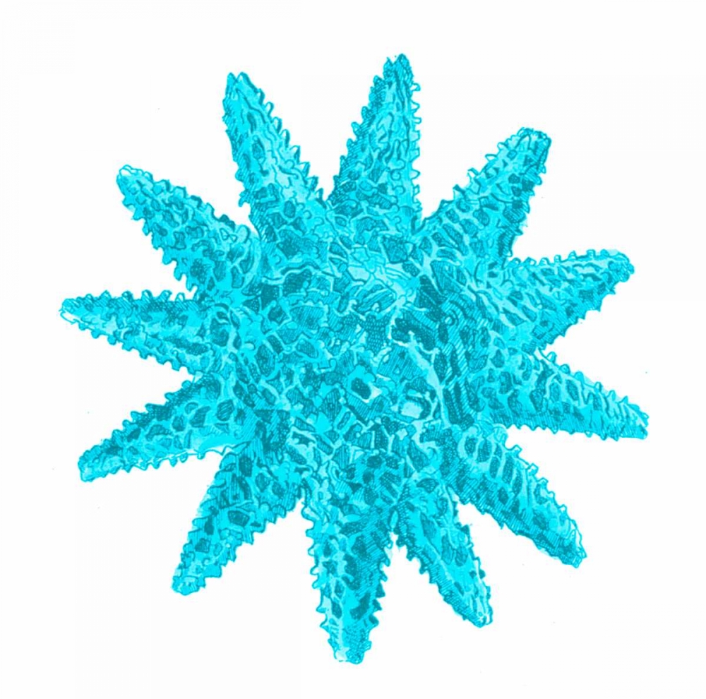 Wall Art Painting id:106979, Name: Blue Coral 5, Artist: Lewis, Sheldon