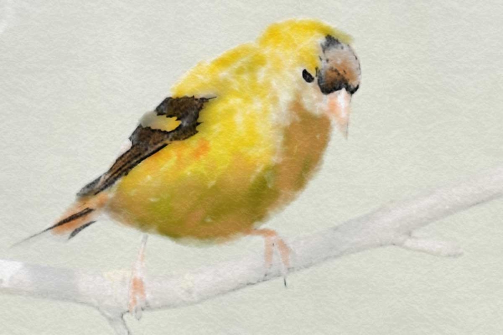 Wall Art Painting id:174269, Name: Goldfinch, Artist: Butcher, Sarah
