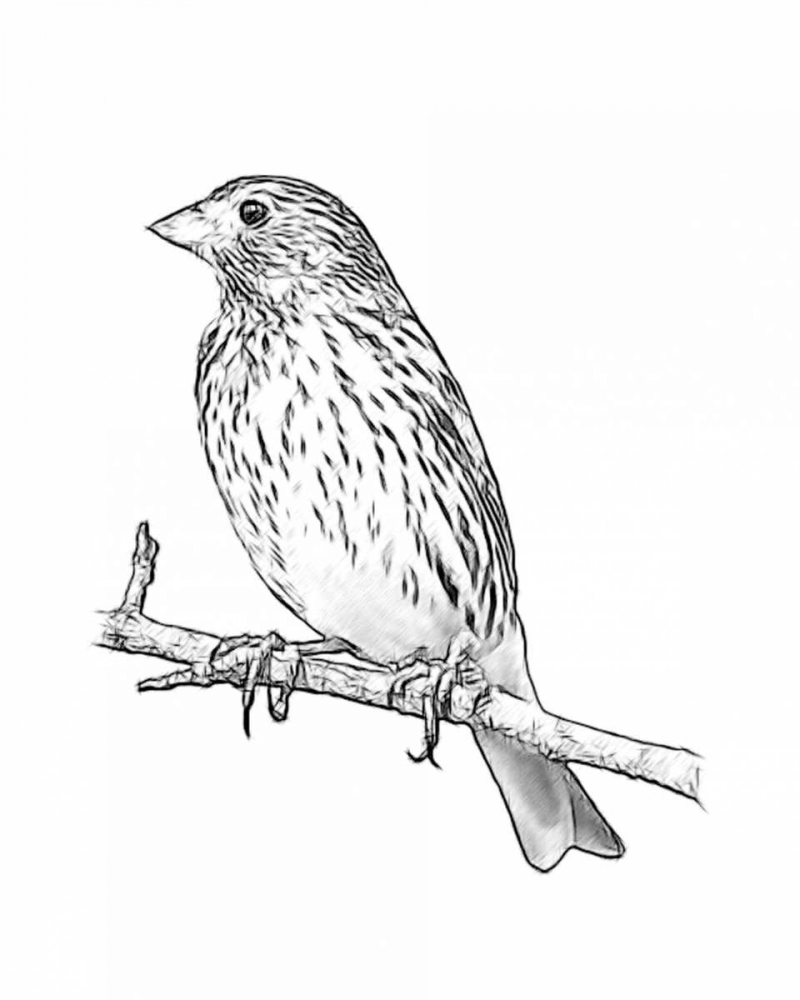 Wall art: Sketch Bird II, by Greene, Taylor