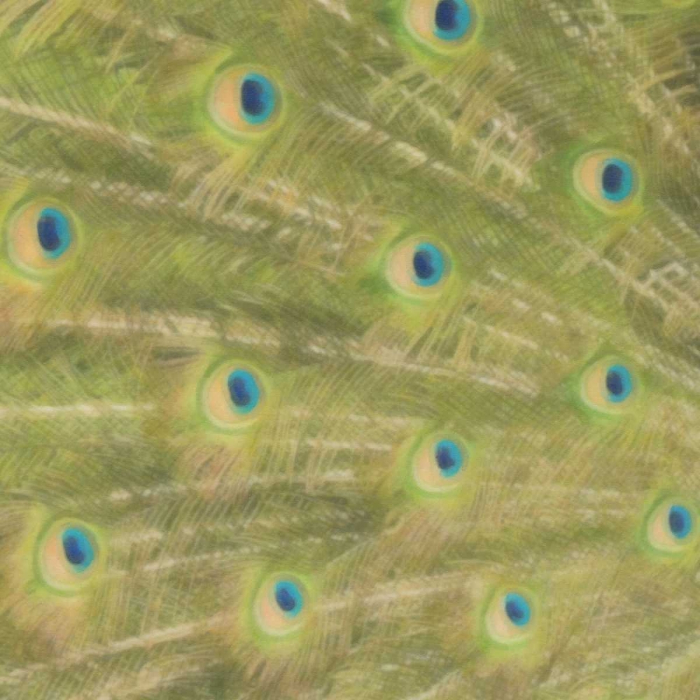 Wall Art Painting id:40258, Name: Peacock Feathers 2, Artist: Greene, Taylor