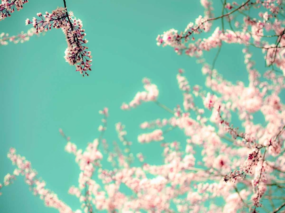 Wall Art Painting id:106993, Name: Apple Sky, Artist: Telik, Tracey