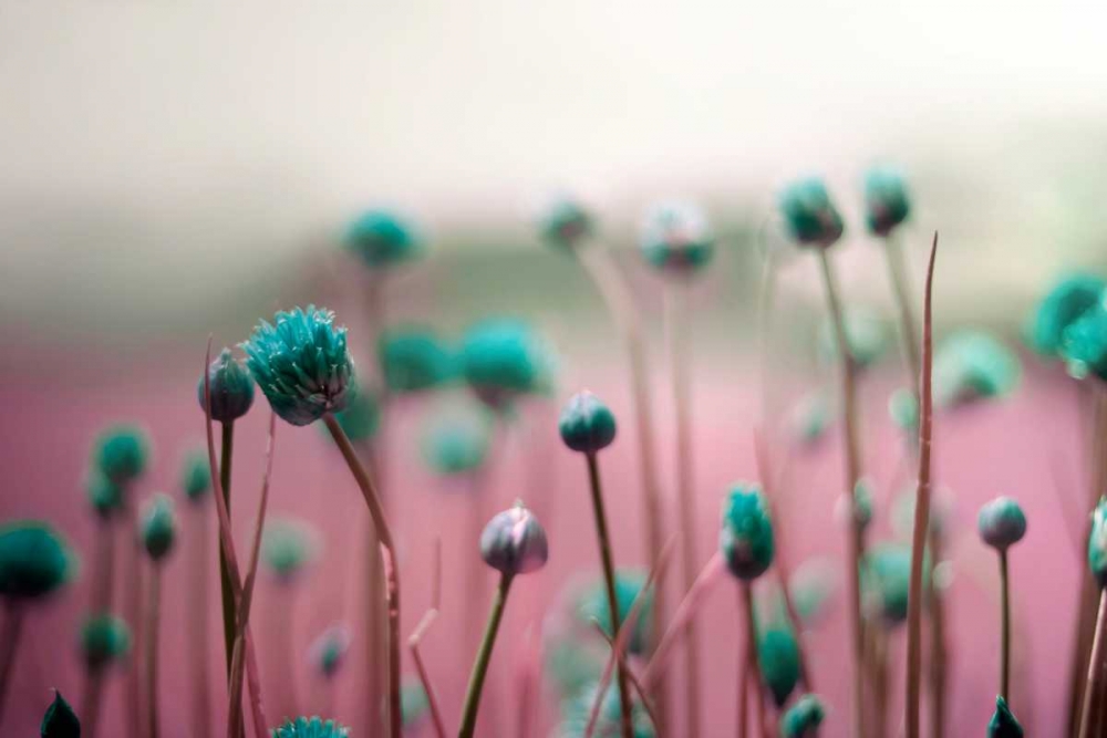 Wall Art Painting id:106998, Name: Journey Thru The Field, Artist: Telik, Tracey