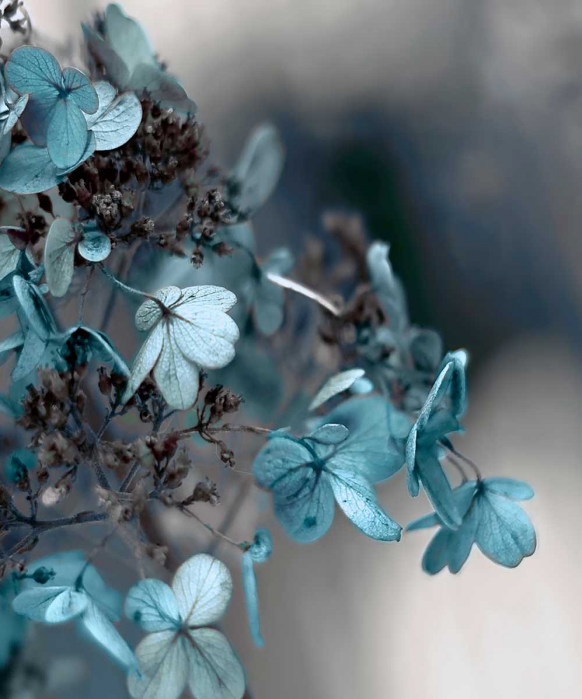 Wall Art Painting id:106999, Name: Blue Hydrangea, Artist: Telik, Tracey