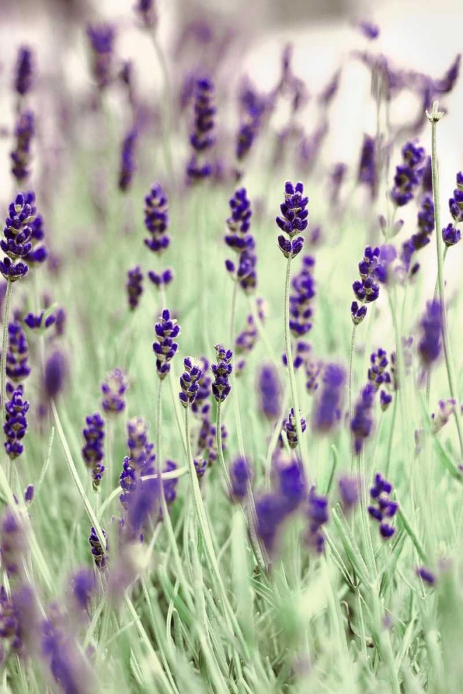 Wall Art Painting id:107005, Name: Lavenders In the Field, Artist: Telik, Tracey