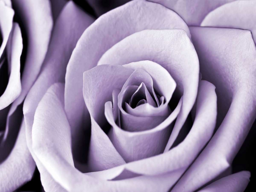 Wall Art Painting id:107017, Name: Lavender Rose, Artist: Telik, Tracey