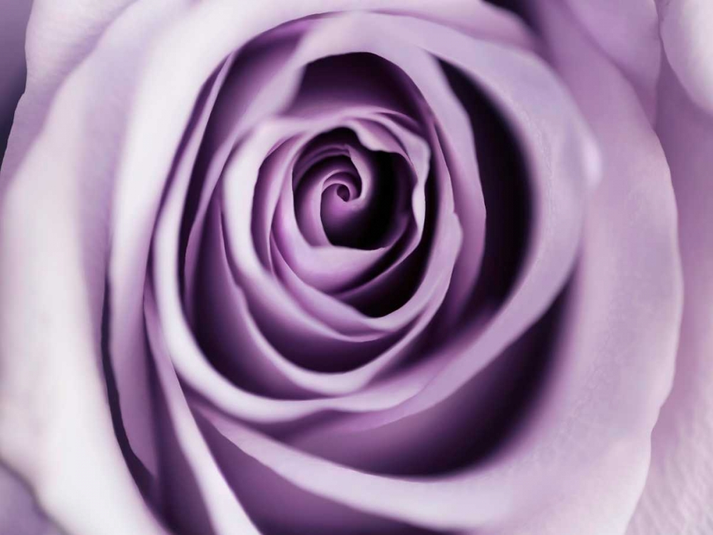 Wall Art Painting id:107021, Name: Lavender Bloom, Artist: Telik, Tracey