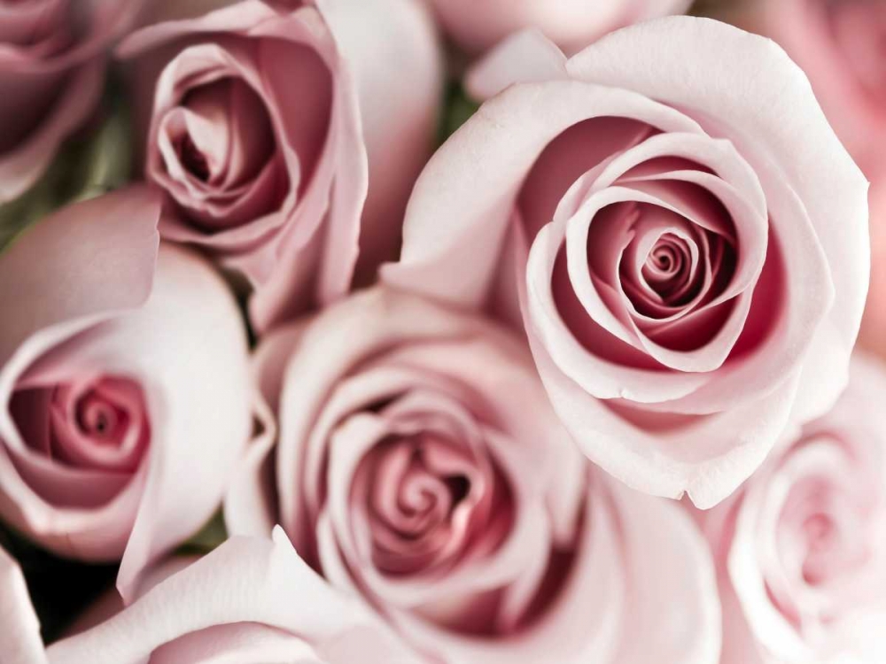 Wall Art Painting id:107022, Name: Blush Tone Bouquet, Artist: Telik, Tracey