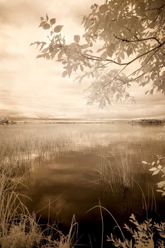Art Print: Peaceful Morning II
