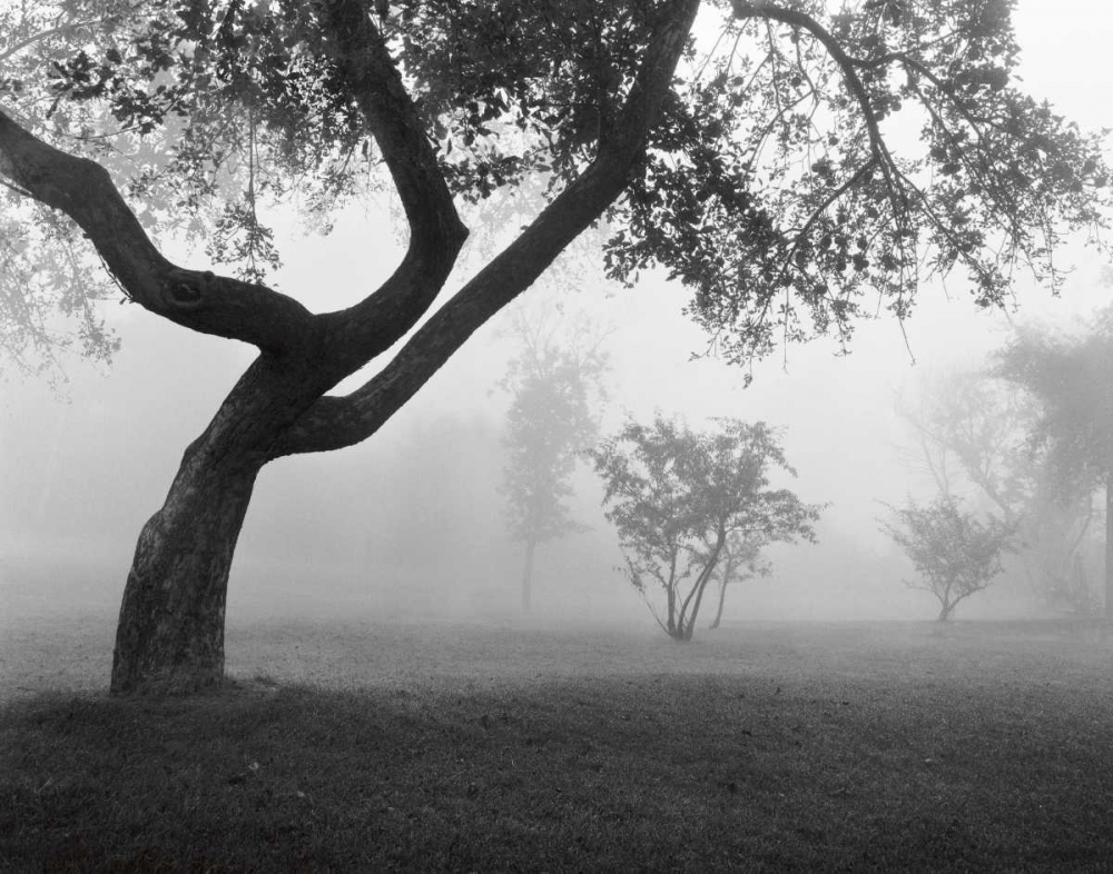 Art Print: Into the Mist