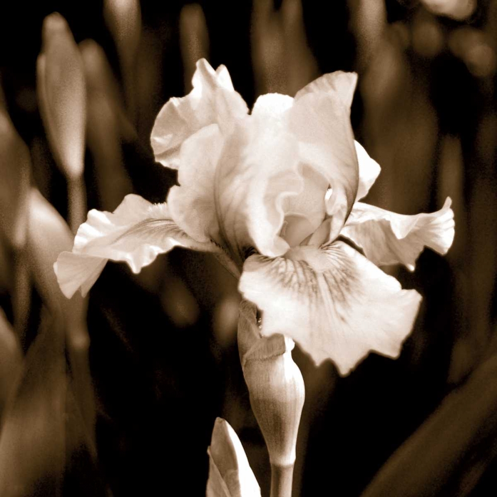 Wall Art Painting id:21432, Name: Veronicas Garden I, Artist: Donovan, Kelly