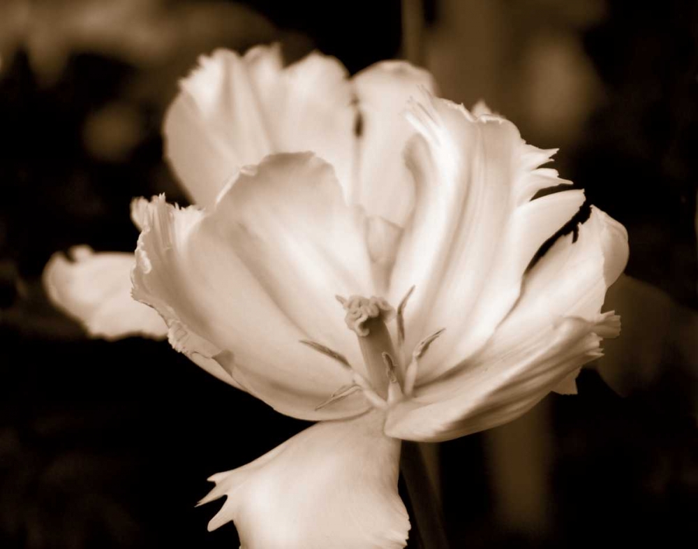 Wall Art Painting id:21433, Name: Veronicas Garden II, Artist: Donovan, Kelly