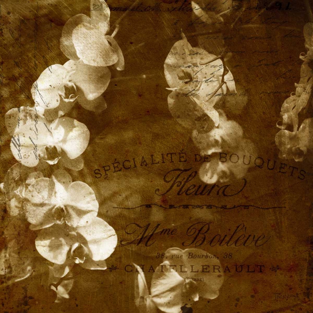 Wall Art Painting id:21514, Name: Orchid, Artist: Craven, Katrina