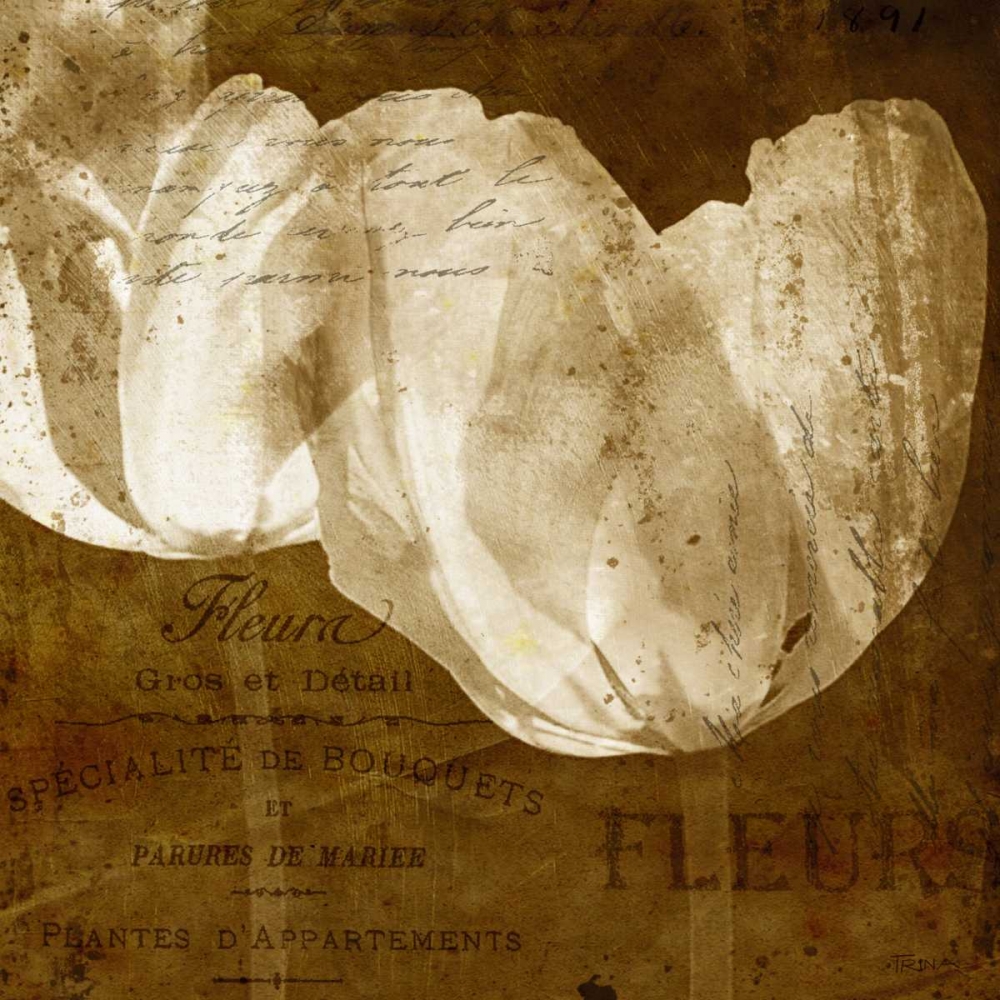 Wall Art Painting id:21515, Name: Tulip, Artist: Craven, Katrina