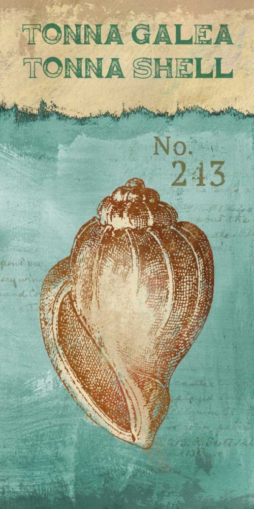 Wall Art Painting id:36001, Name: Tonna Shell, Artist: Knutsen, Conrad