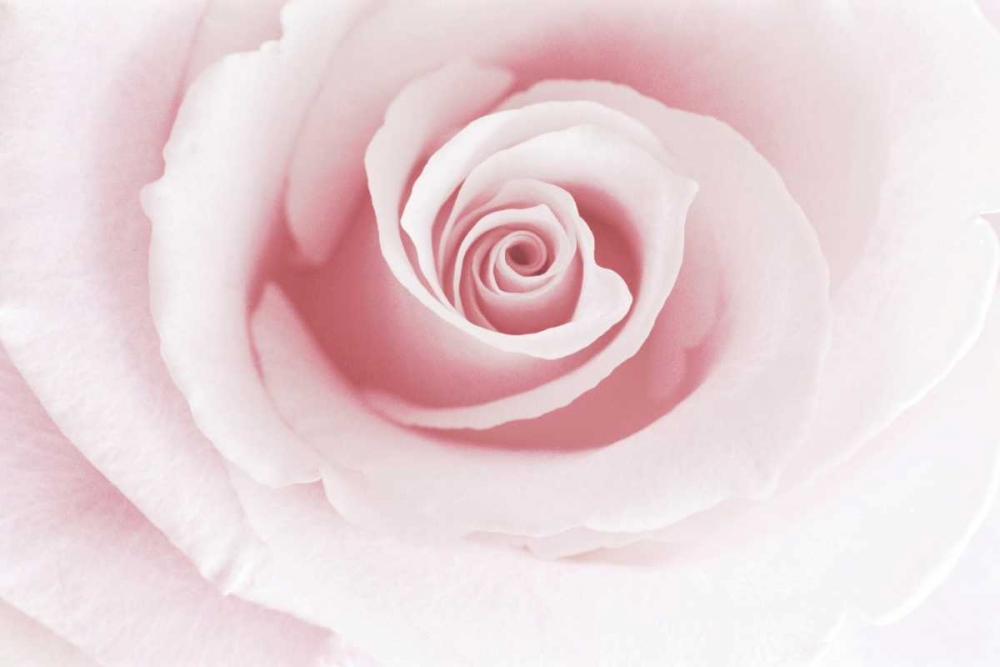 Art Print: Rose Embrace