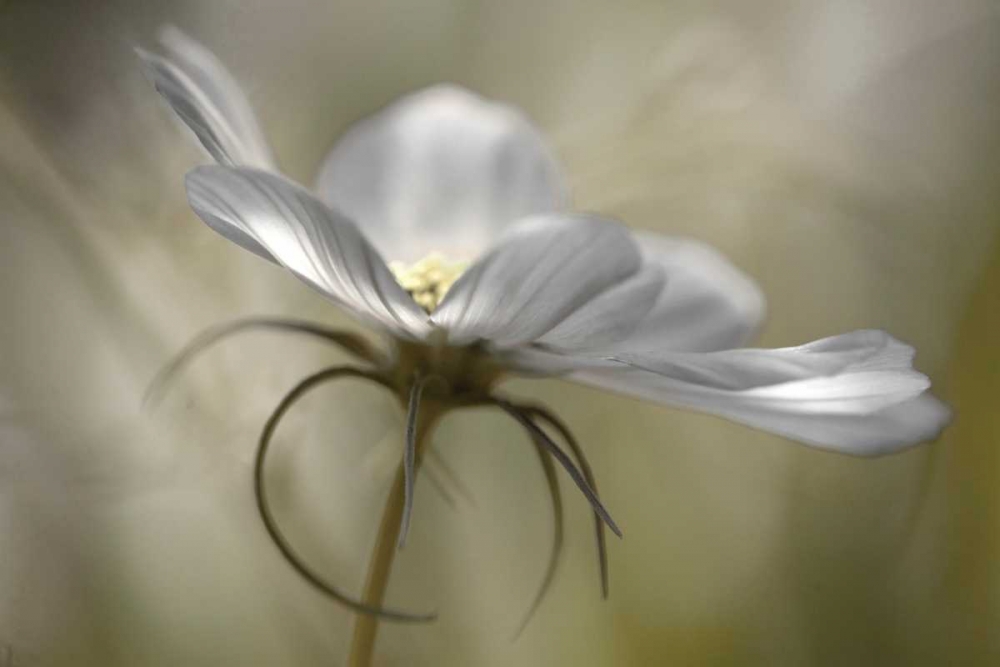 Art Print: Champagne in