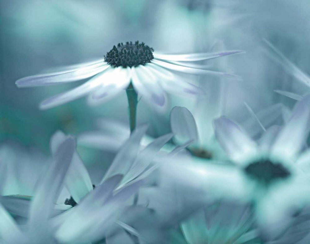 Art Print: Moment in the Sun