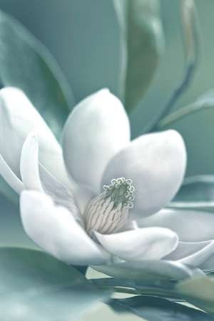 Art Print: Magnolia Morning