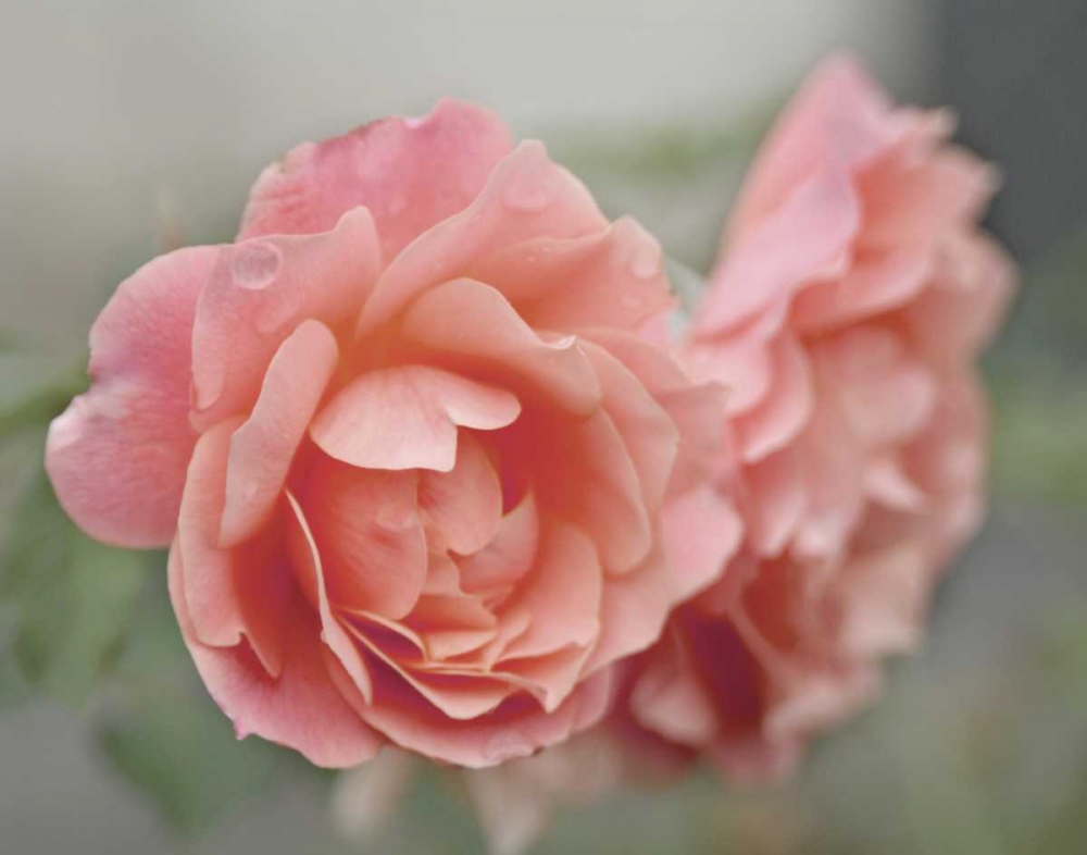 Wall art: Cottage Climber, by Delimont, Danita