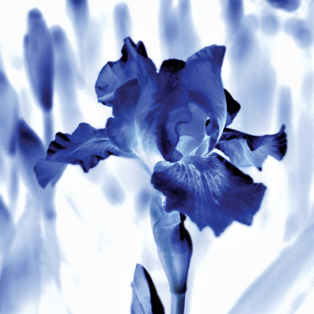 Wall Art Painting id:157484, Name: Blue Ice Iris, Artist: Donovan, Kelly