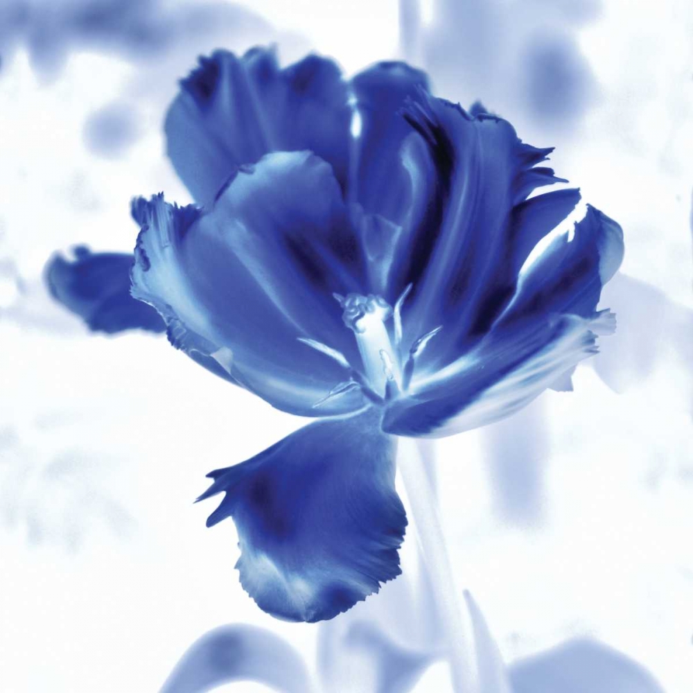 Wall Art Painting id:157485, Name: Blue Ice Tulip, Artist: Donovan, Kelly