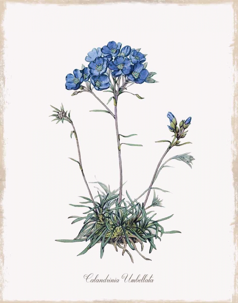 Wall Art Painting id:164433, Name: Caladrinia, Artist: Donovan, Kelly