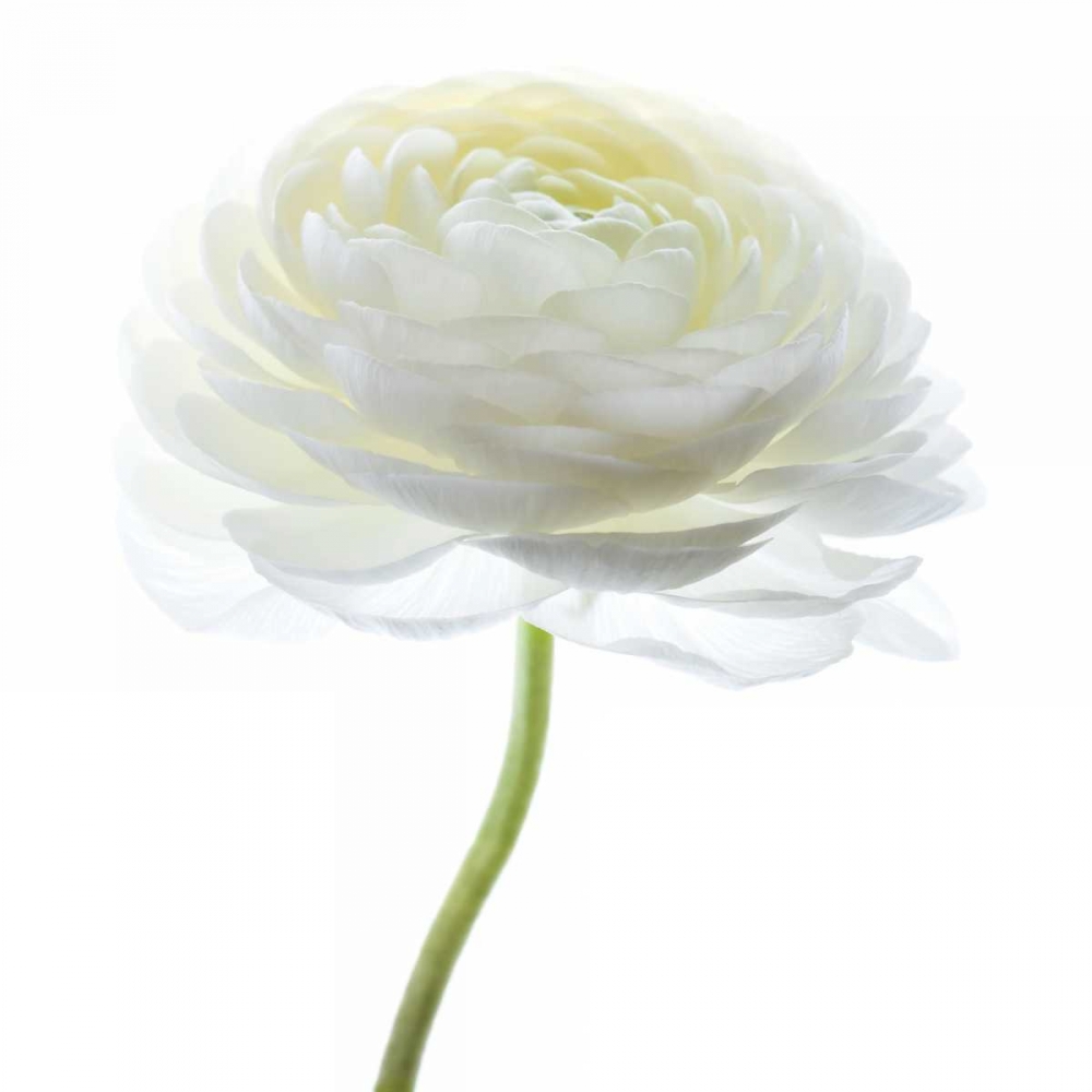 Art Print: White Beauty I