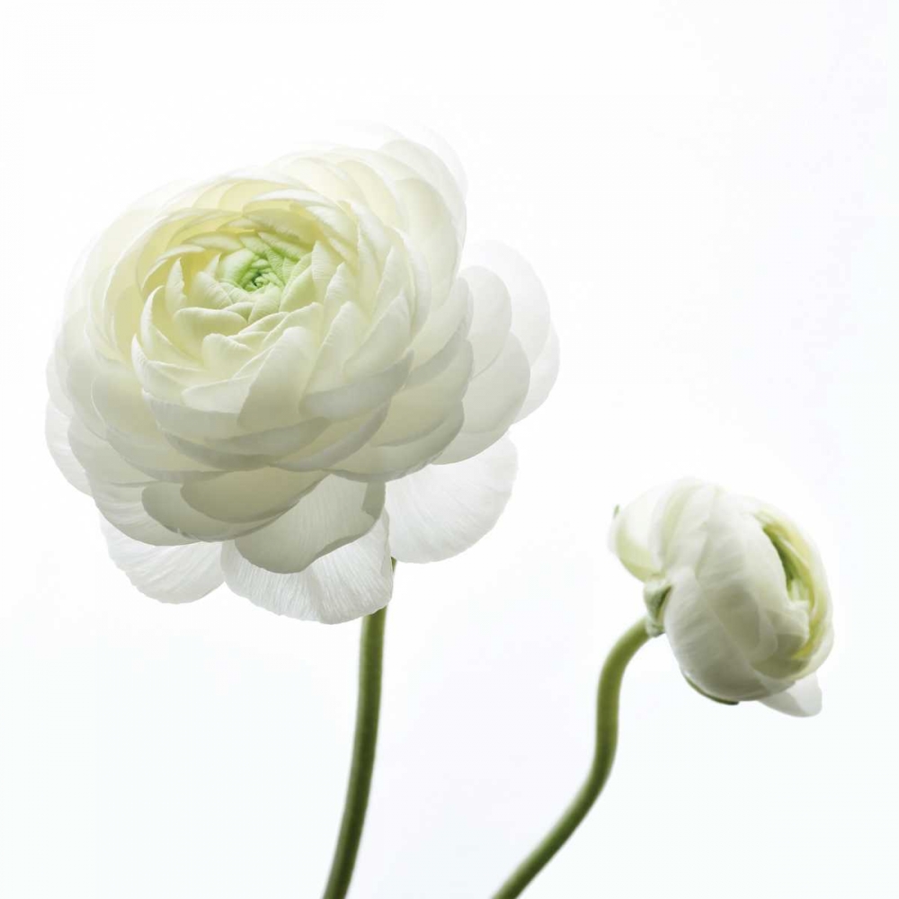 Art Print: White Beauty II