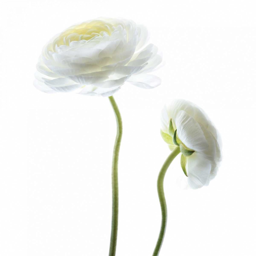 Art Print: White Beauty III