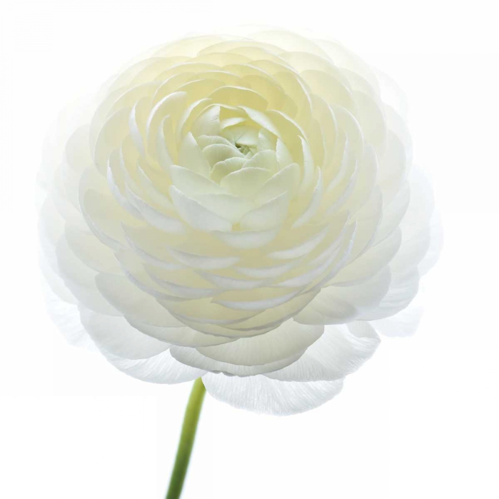 Art Print: White Beauty IV