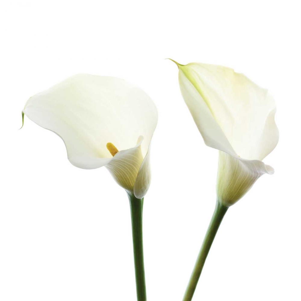 Art Print: White Beauty V